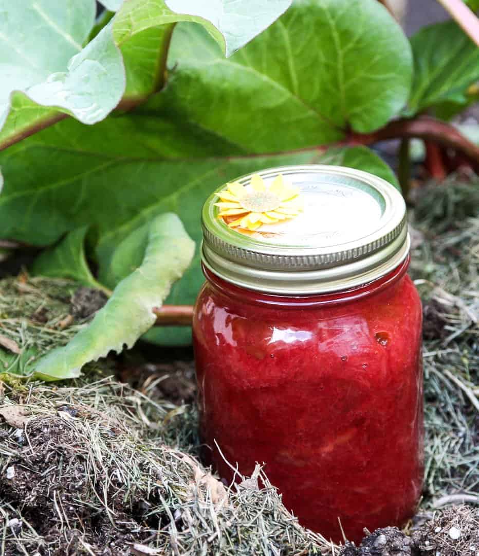 Jar of rhubarb jam in a garden next to a rhubarb plant